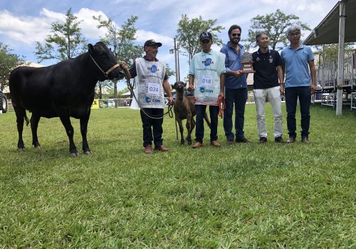 ANIMAIS DA RAÇA WAGYU DA FAZENDA YAKULT SÃO PREMIADOS
