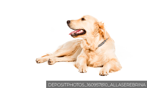O poder farejador dos cães