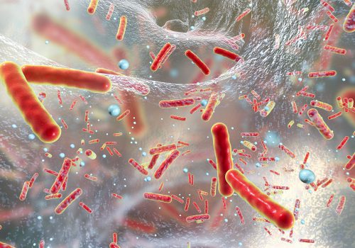 Descobertas científicas sobre o eixo intestino-coração